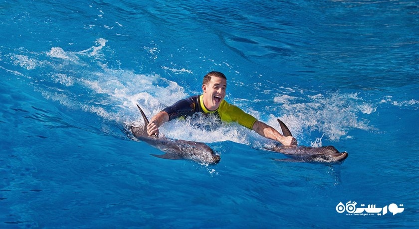 شنا به همراه دلفین ها